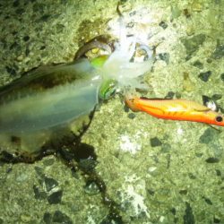 明石近辺のアオリ終わってしまったの？